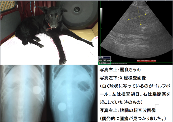 腸閉塞（ゴルフボールの誤食）１