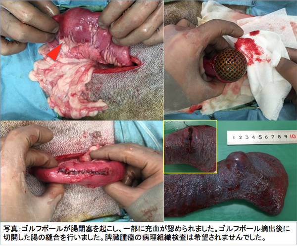 腸閉塞（ゴルフボールの誤食）２