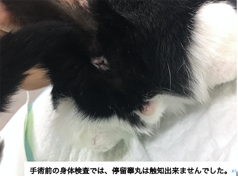 停留精巣4　猫２