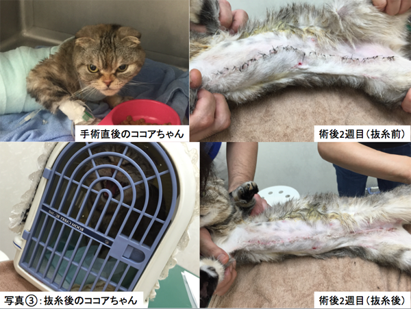 当院での治療例 腫瘍科 リアン動物病院 横浜市 都筑区