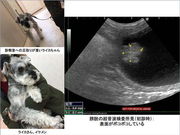 当院での治療例 腫瘍科 リアン動物病院 横浜市 都筑区