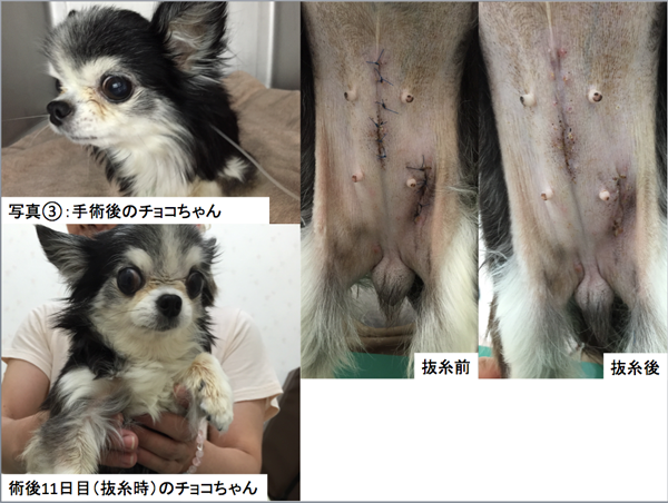 当院での治療例 皮膚科 リアン動物病院 横浜市 都筑区