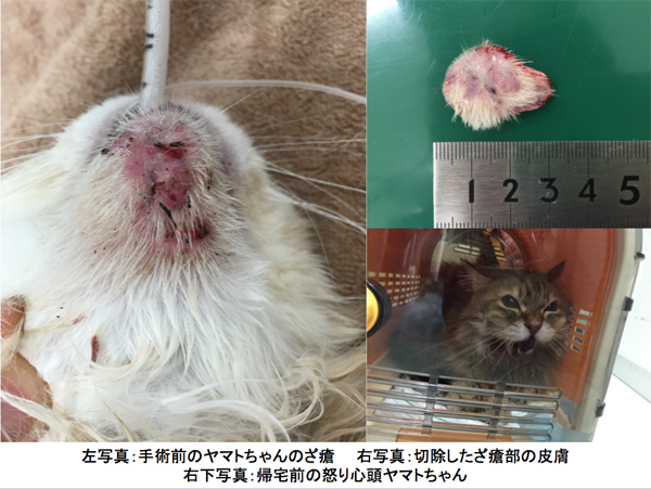 当院での治療例  皮膚科  リアン動物病院  横浜市  都筑区